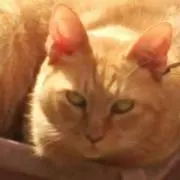 RARA