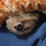 ツナ