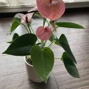 ゆっこん