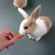 にゃーにゃー