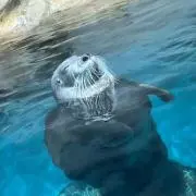 ゆーの画像