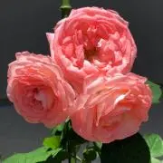 チャオチの画像