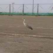 黒糖の画像