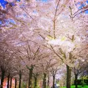 るりの画像