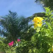 TKの画像