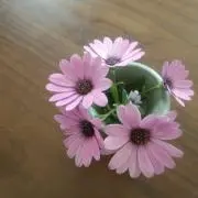 *ひまわり*