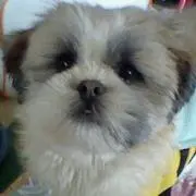 シバ