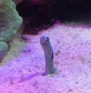 こがね/翌日〜翌々日発送の画像