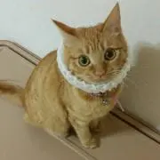 ぬんぽよ