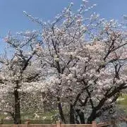 ☆たんぽぽ☆の画像