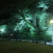 Aliceの画像