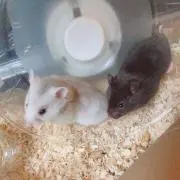 ta