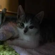 ぐりの画像