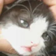 Screamうなぎの画像