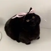 ゆんの画像