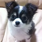 ヒデ