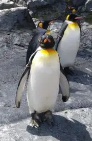 あんずの画像