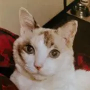 ルカちゃんハウスの画像