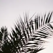MONの画像