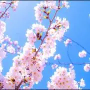 さくら