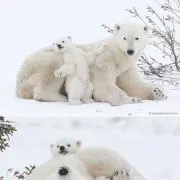 しろくまの画像