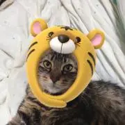TOMO