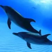 とうふ