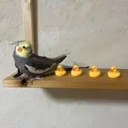 まめの画像