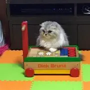 チャイコ
