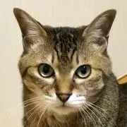 Y. Sの画像