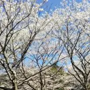 kokiaの画像