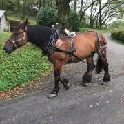 おかでん