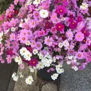 サカモの画像