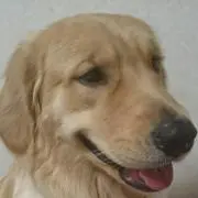 アネム