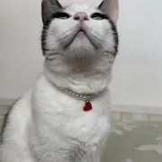 みょんずーの画像
