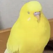 ピピの画像