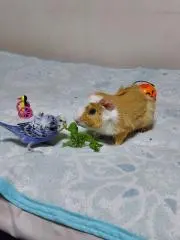 ふぐ田
