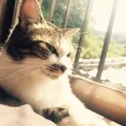 涼