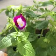 ___sの画像