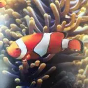 ゆう
