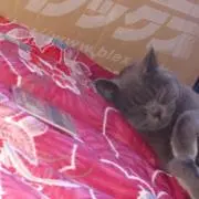 るーるる