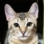 hiron‪˙ᵕ˙ꕤの画像
