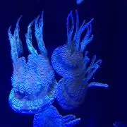 エネゴの画像