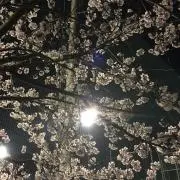 さくら