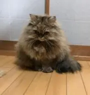 ポッキーの画像