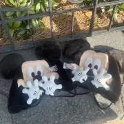 茶々の画像