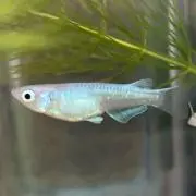めだまる