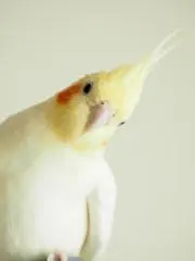 あかひとの画像