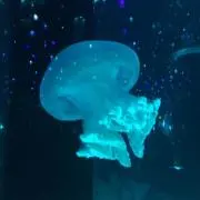 あんずの画像
