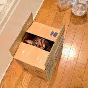 きなこ@